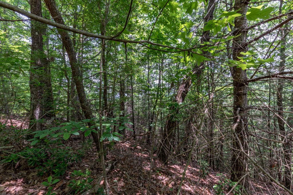 Lot 6 Wild Turkey Property Photo 10