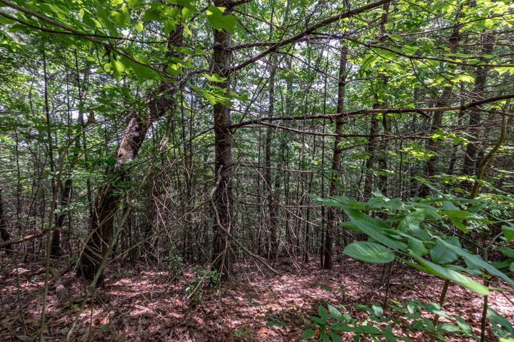 Lot 6 Wild Turkey Property Photo 11