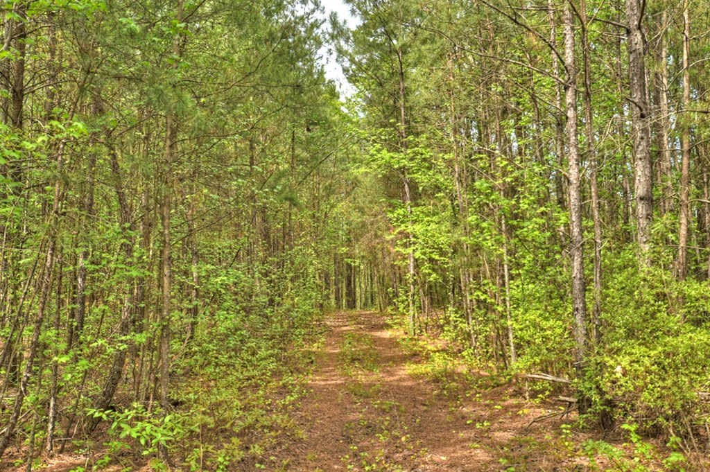 84.37 Ac Bethel Road Property Photo 3