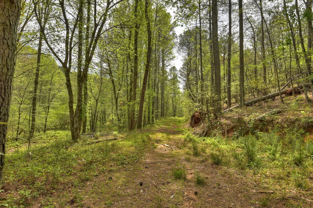 84.37 Ac Bethel Road Property Photo 4