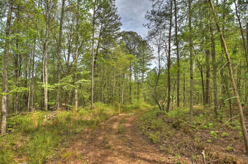 84.37 Ac Bethel Road Property Photo 10