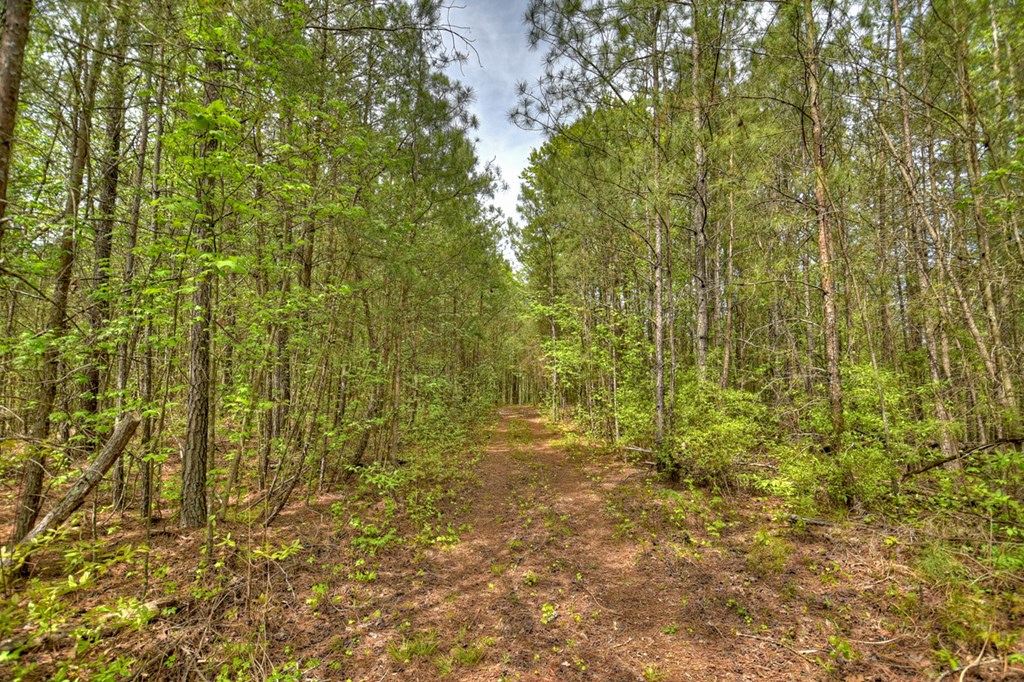 84.37 Ac Bethel Road Property Photo 11