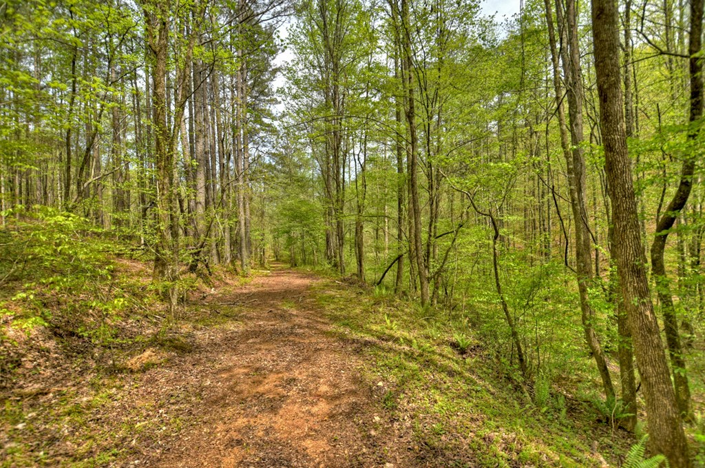 84.37 Ac Bethel Road Property Photo 16
