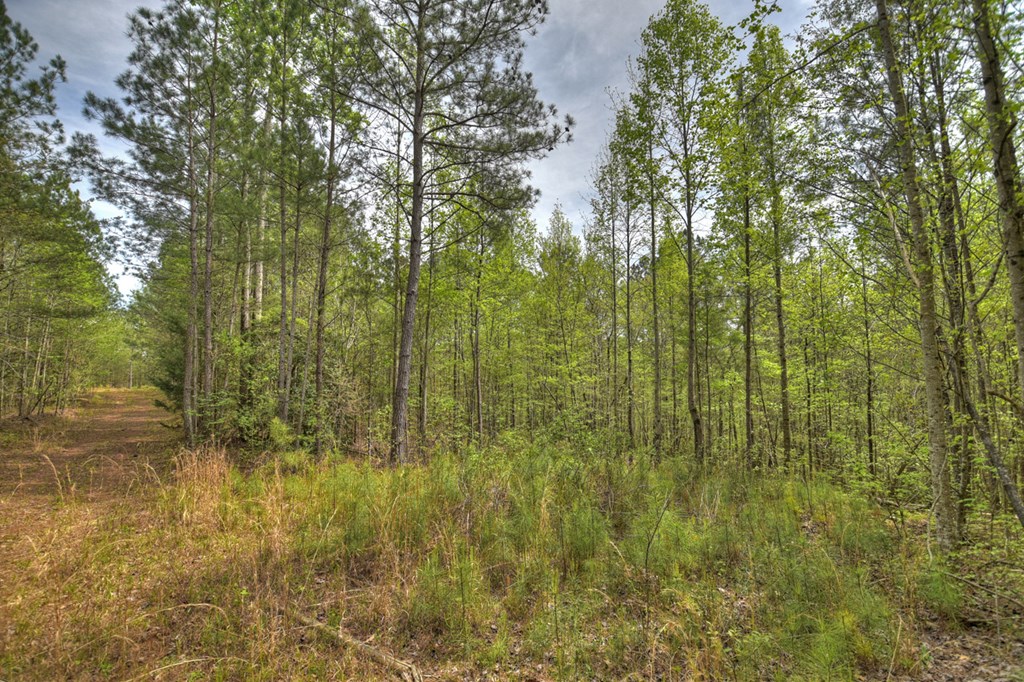 84.37 Ac Bethel Road Property Photo 22