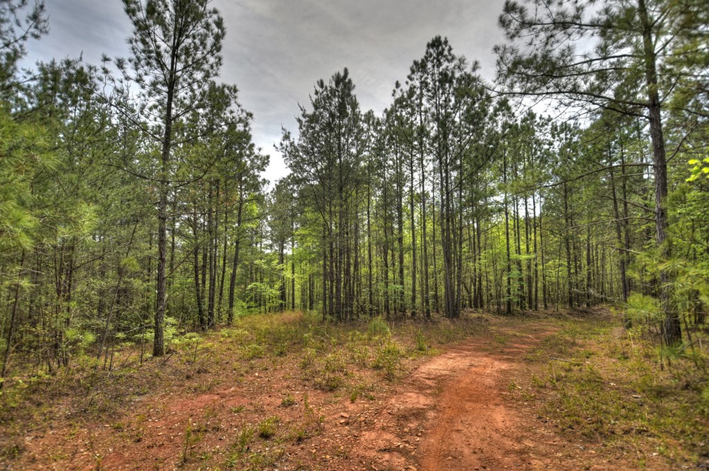 84.37 Ac Bethel Road Property Photo 23