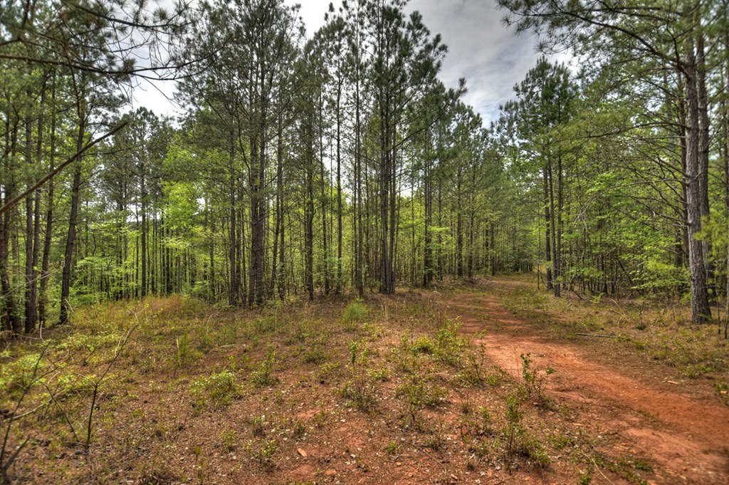 84.37 Ac Bethel Road Property Photo 25