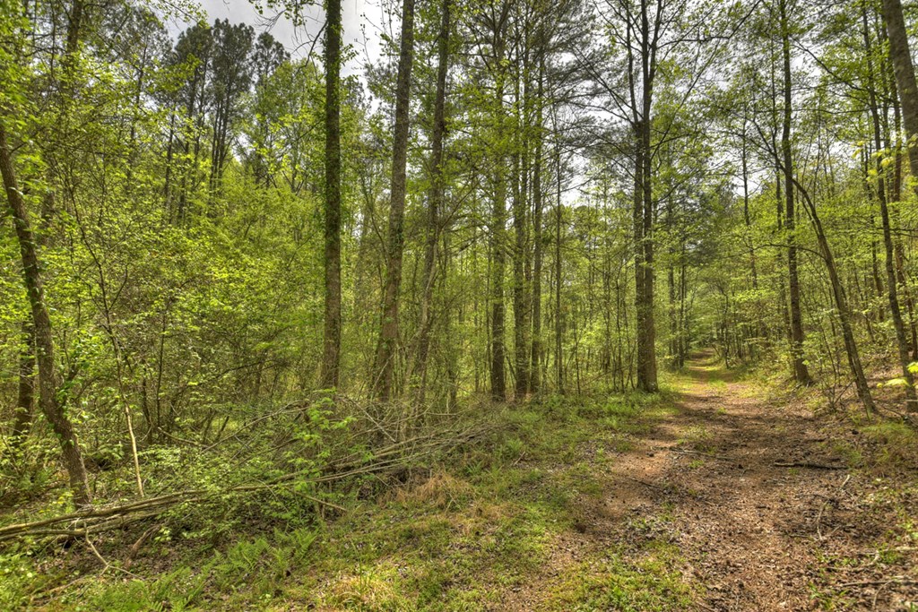 84.37 Ac Bethel Road Property Photo 26