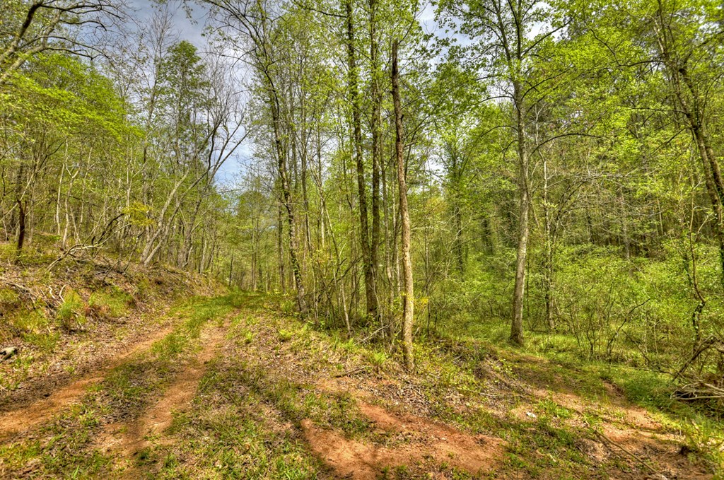 84.37 Ac Bethel Road Property Photo 27