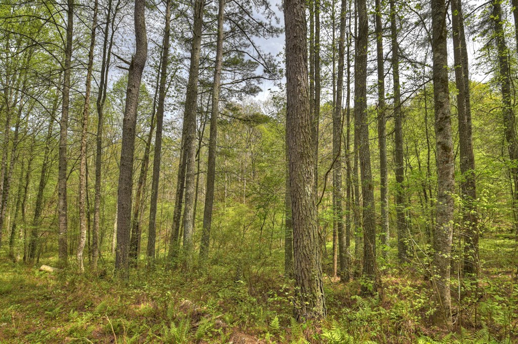 84.37 Ac Bethel Road Property Photo 28