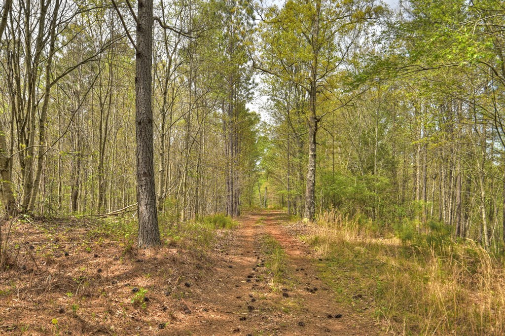 84.37 Ac Bethel Road Property Photo 31