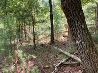 Lt 3041 Parnell Drive Property Photo 2