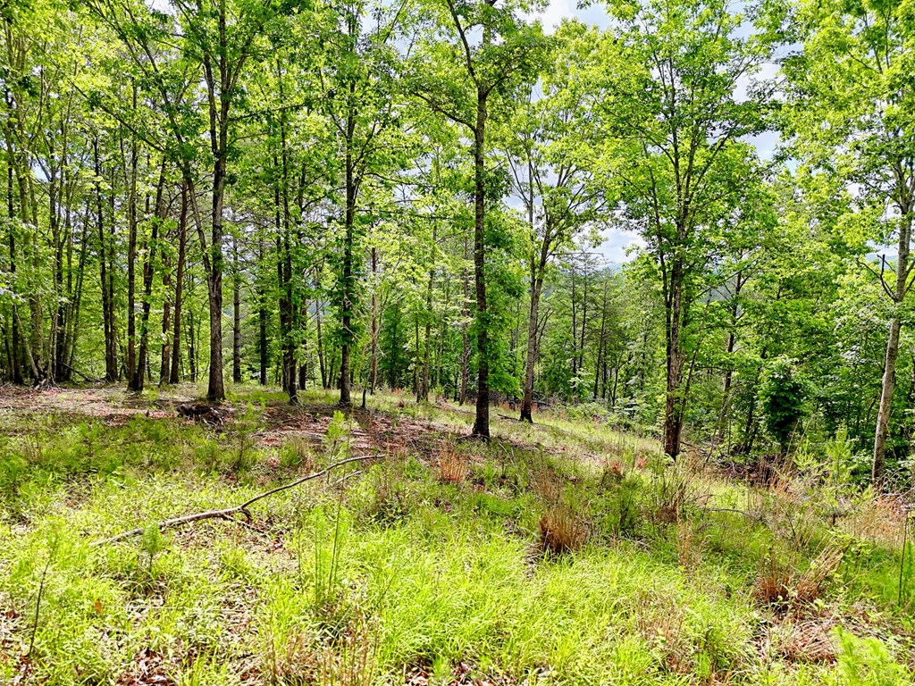 Off Mason Road Property Photo 3