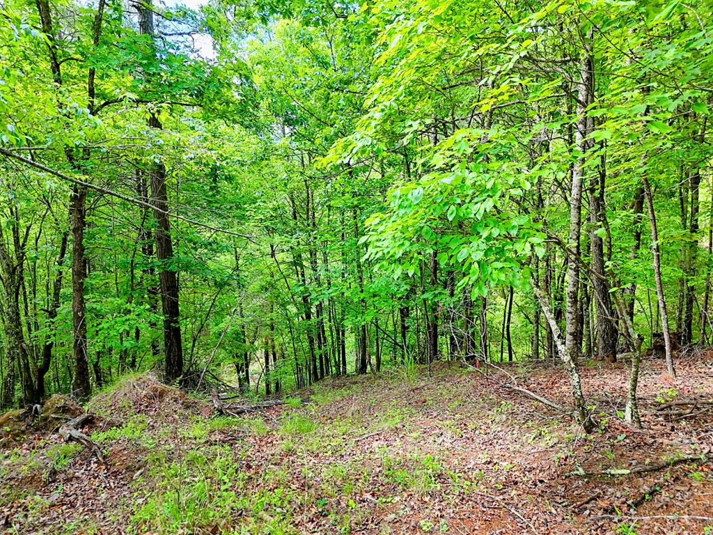 Off Mason Road Property Photo 4