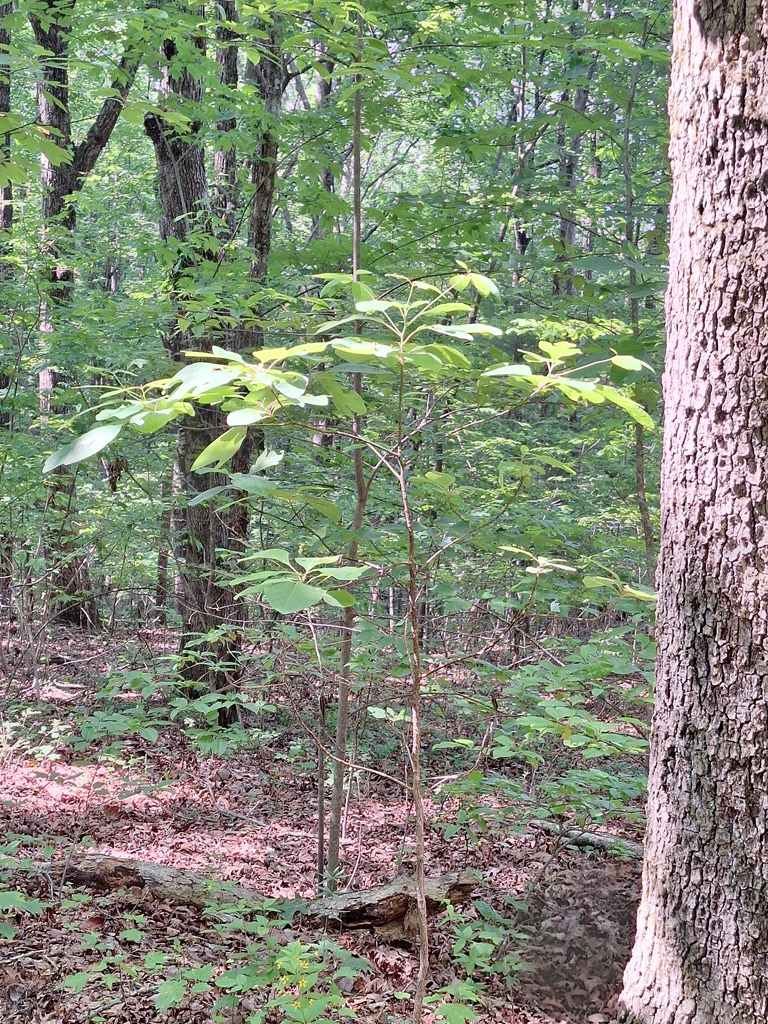 0 Sunrock Mountain Trc Property Photo 3