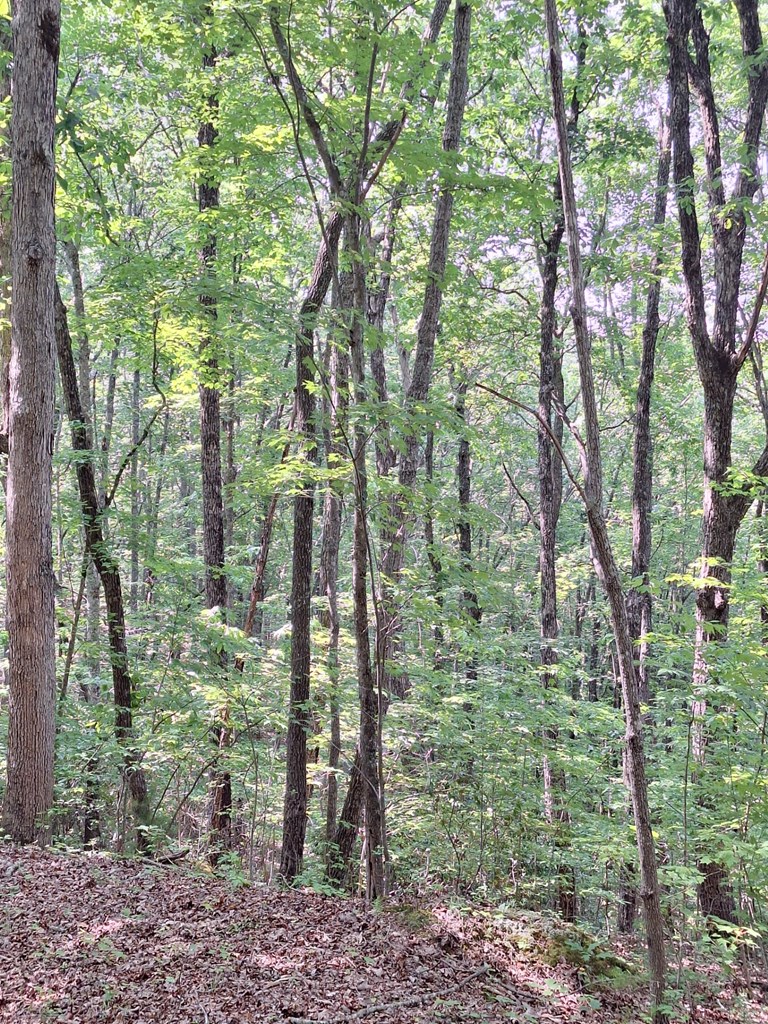 0 Sunrock Mountain Trc Property Photo 11