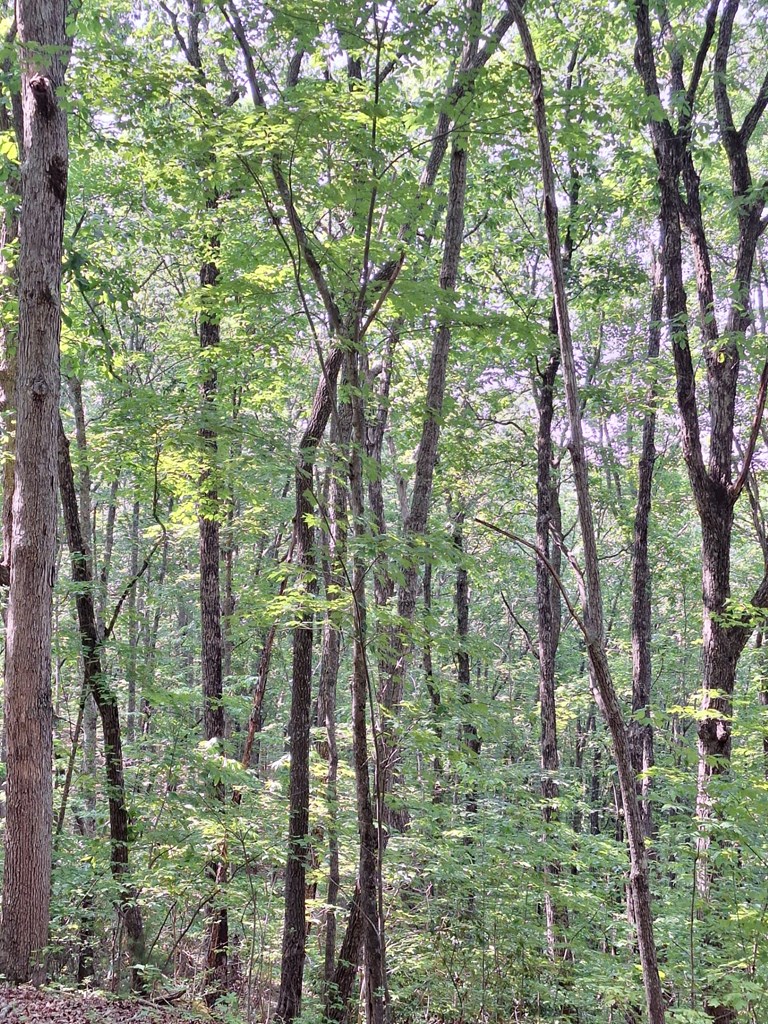 0 Sunrock Mountain Trc Property Photo 12