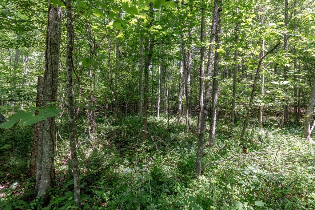 26.18 Ac Green Road Property Photo 4