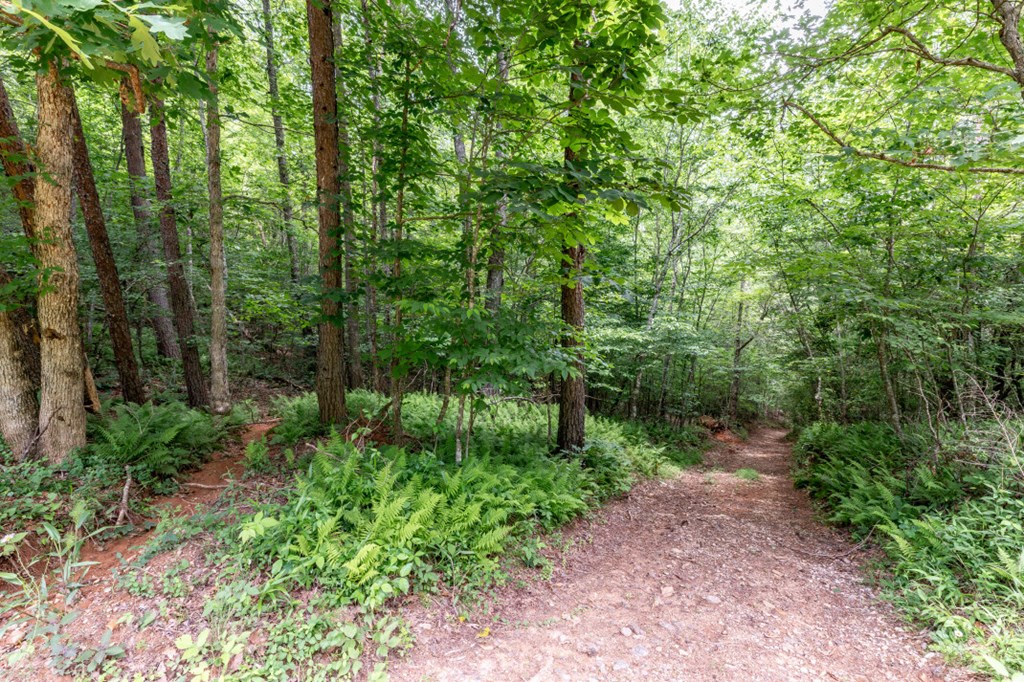 26.18 Ac Green Road Property Photo 17