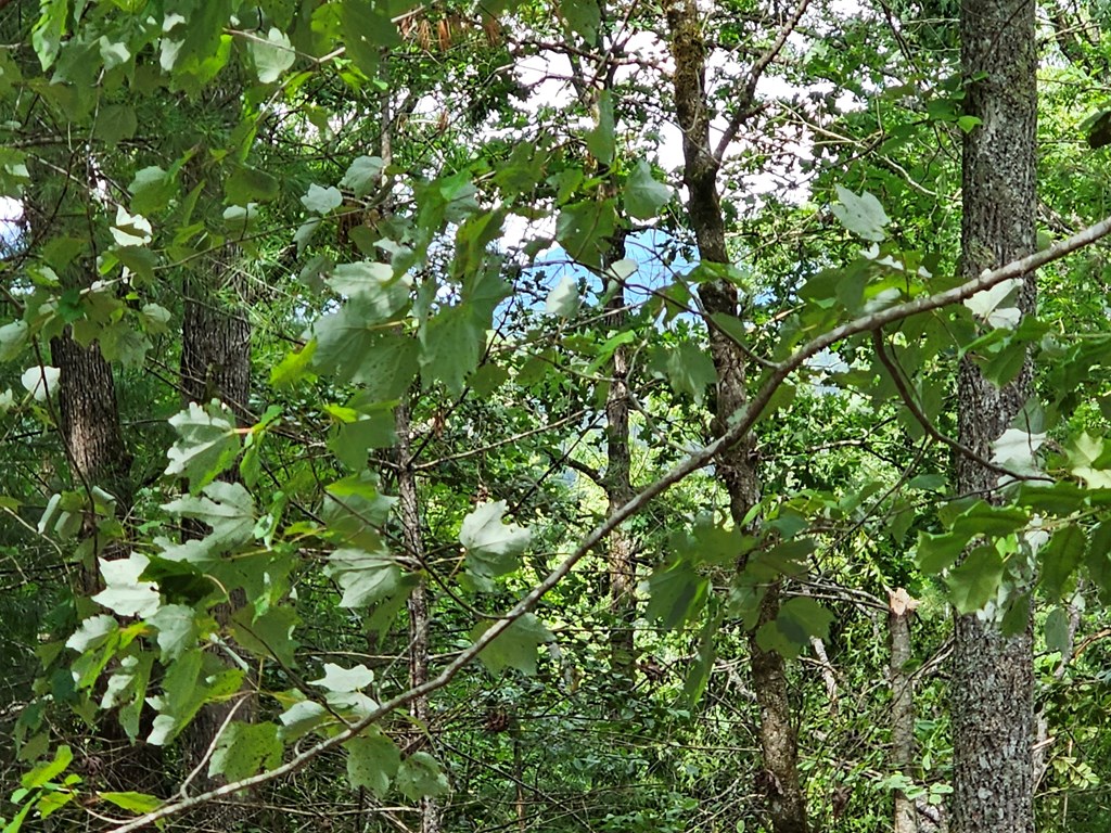 2.71 Ac Ridgeline Road Property Photo 5