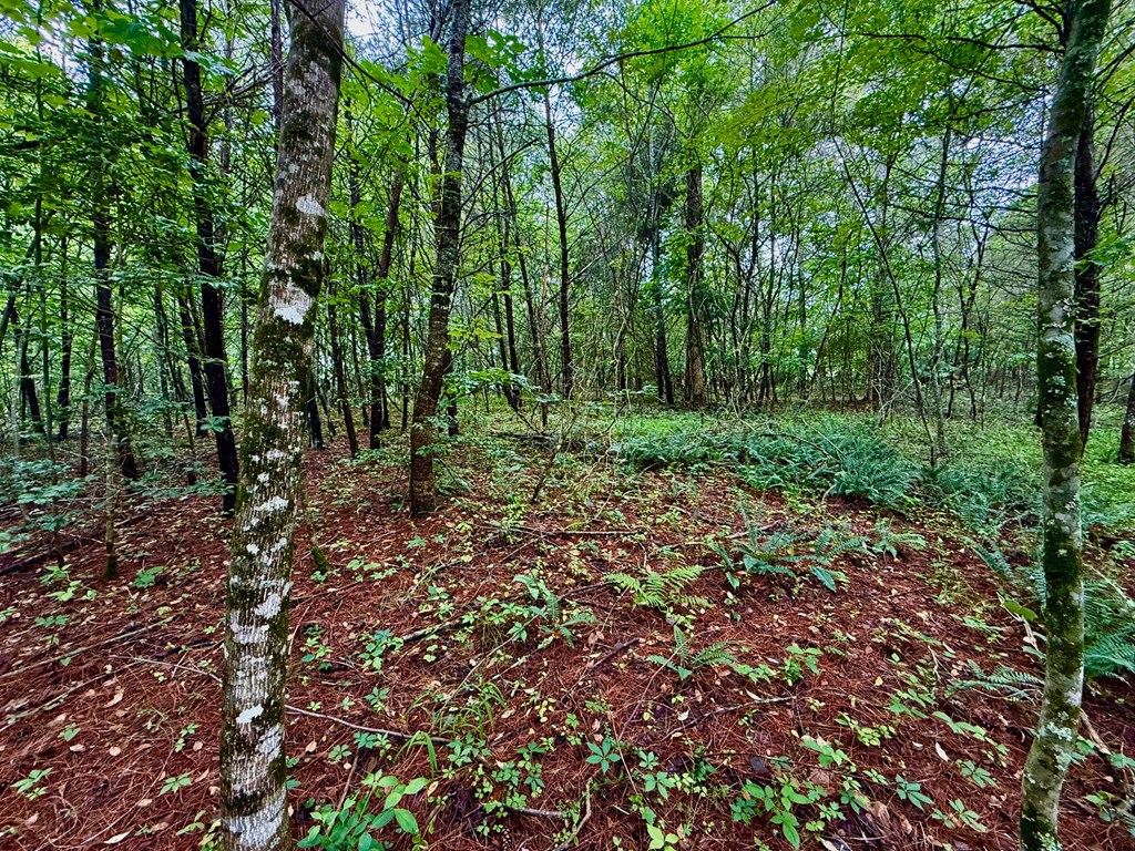 12 Brookhaven Property Photo 5