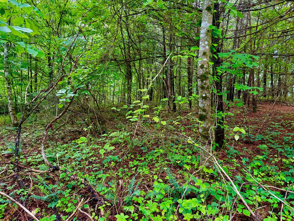 12 Brookhaven Property Photo 10