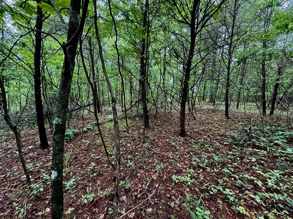 12 Brookhaven Property Photo 19