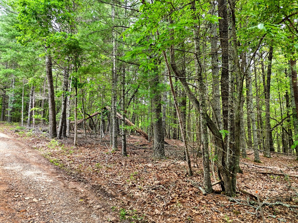9.48acre Doc Jones Road Property Photo 13