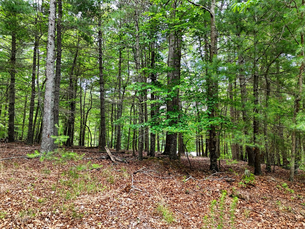 9.48acre Doc Jones Road Property Photo 14