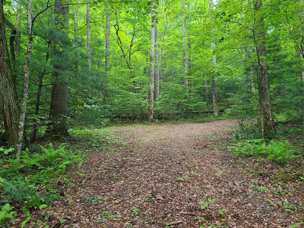 0000 Big Creek Road Property Photo 4
