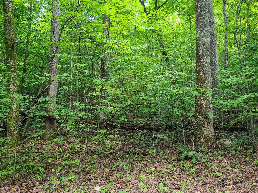 0000 Big Creek Road Property Photo 5