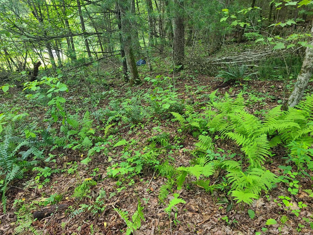 0000 Big Creek Road Property Photo 6
