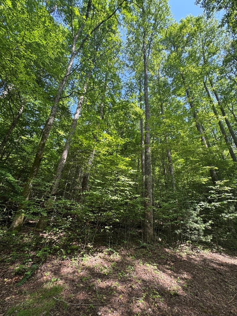 0000 Big Creek Road Property Photo 21