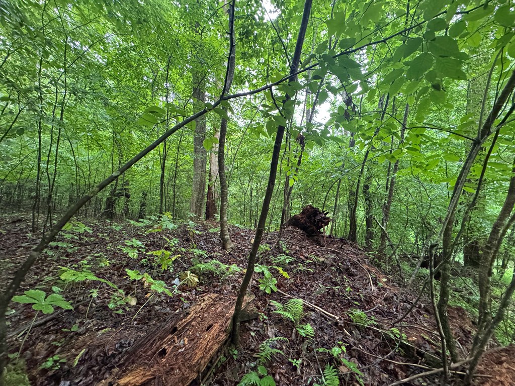1.23 Ac Bear Run Circle Property Photo 4