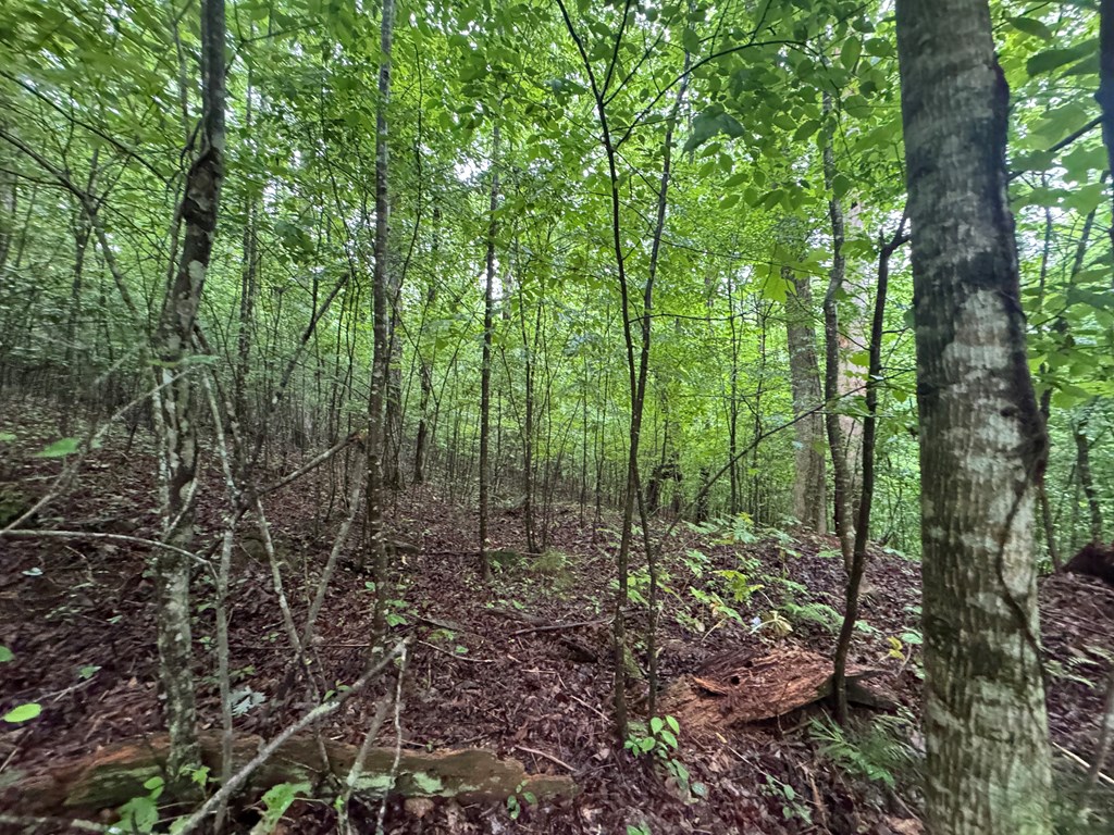 1.23 Ac Bear Run Circle Property Photo 6