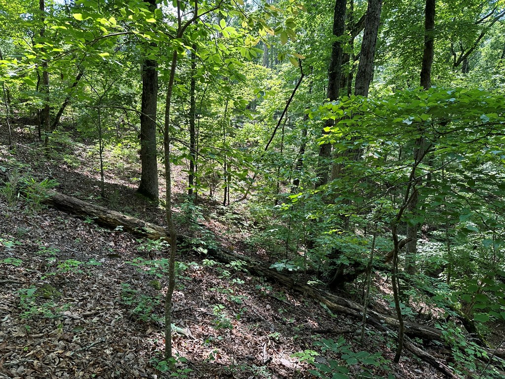 12.34 Ac Tranquility Cove Road Property Photo 2