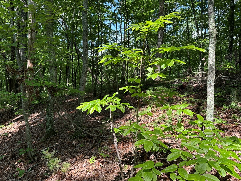 12.34 Ac Tranquility Cove Road Property Photo 3