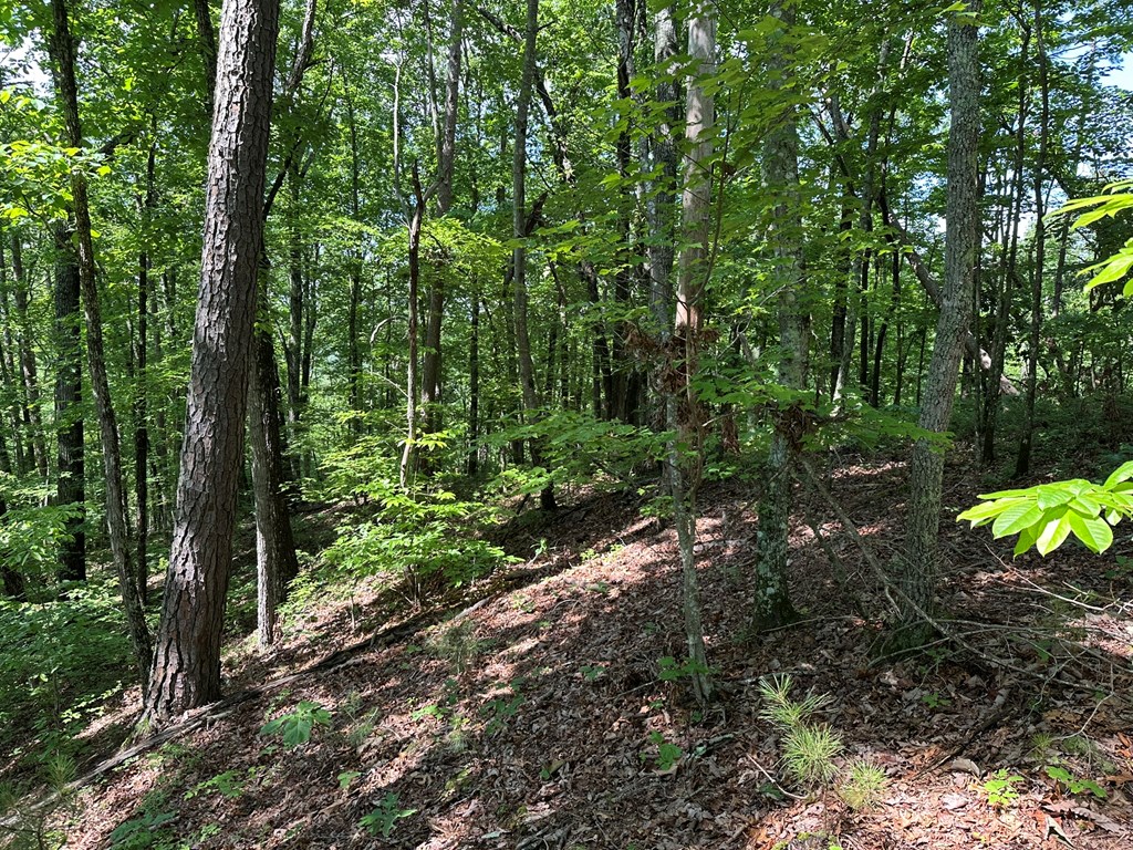 12.34 Ac Tranquility Cove Road Property Photo 4