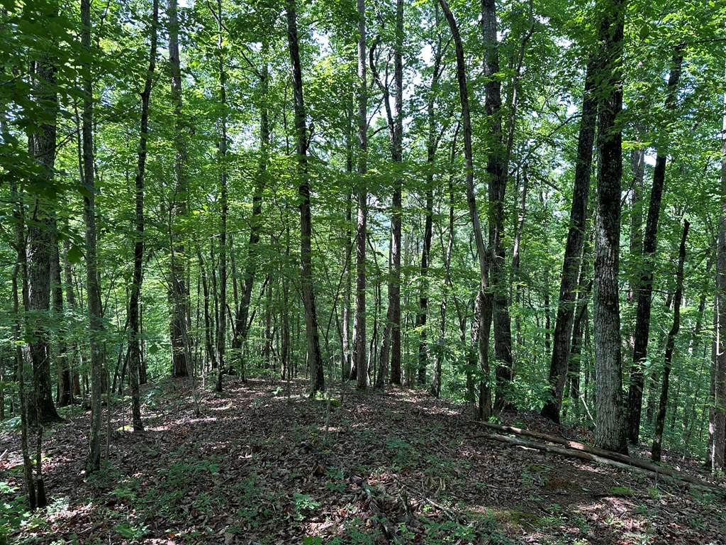 12.34 Ac Tranquility Cove Road Property Photo 5