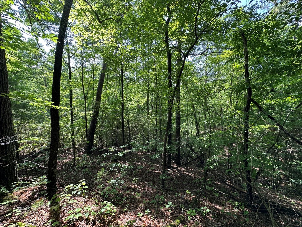 12.34 Ac Tranquility Cove Road Property Photo 7