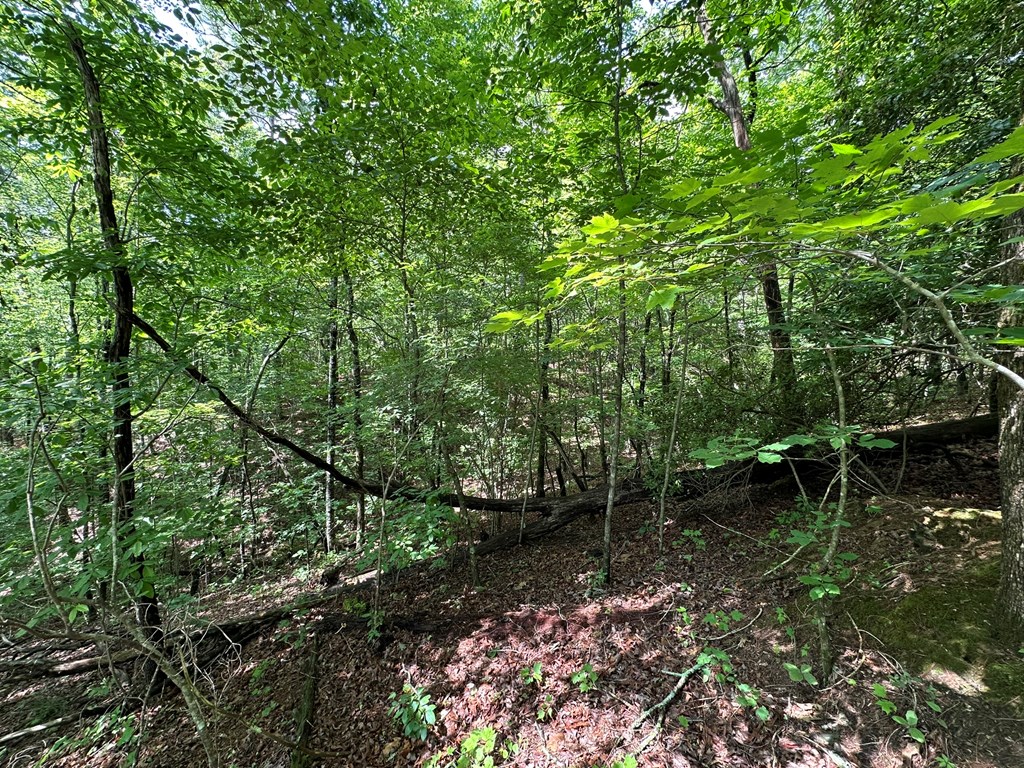 12.34 Ac Tranquility Cove Road Property Photo 8
