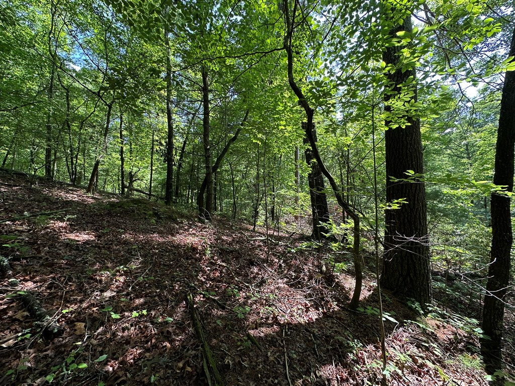 12.34 Ac Tranquility Cove Road Property Photo 9