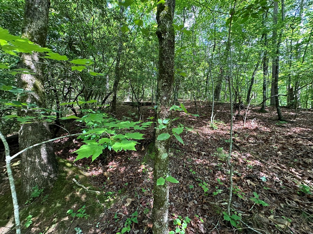 12.34 Ac Tranquility Cove Road Property Photo 10