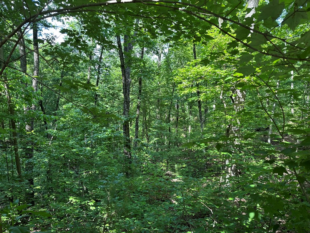 12.34 Ac Tranquility Cove Road Property Photo 14