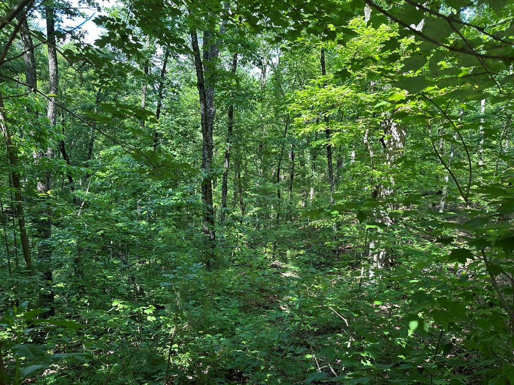 12.34 Ac Tranquility Cove Road Property Photo 15