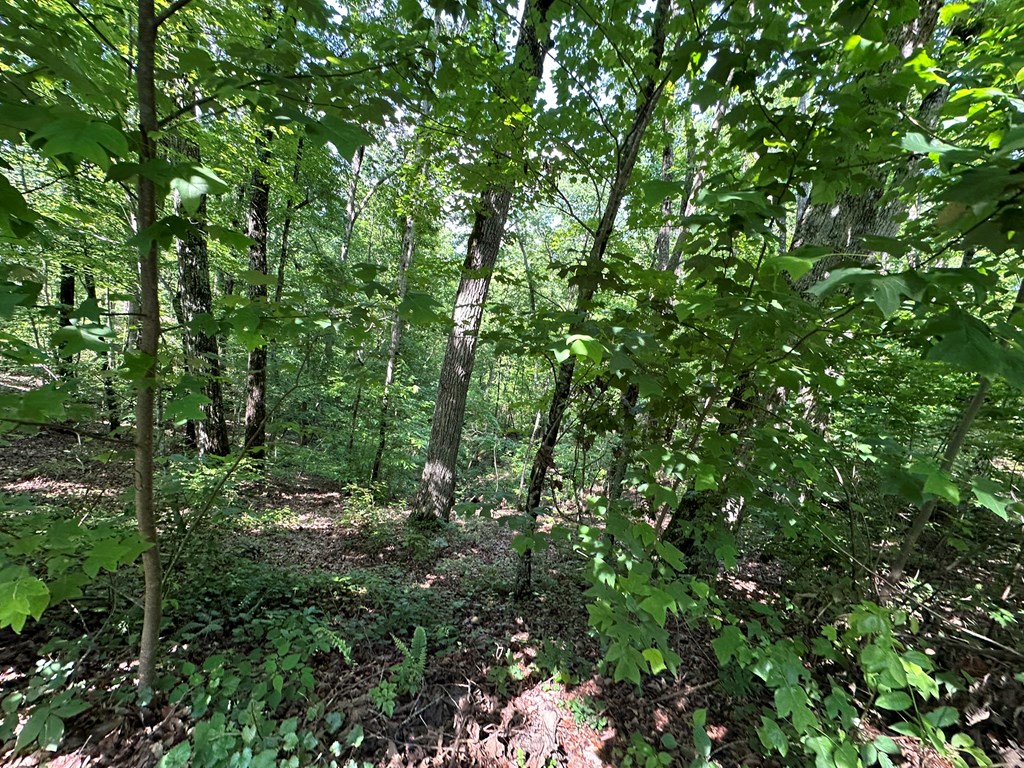 12.34 Ac Tranquility Cove Road Property Photo 16