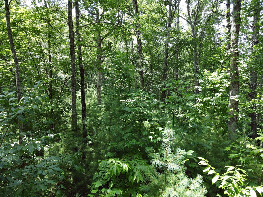 Lot 4 Scouts Overlook Lane Property Photo 16