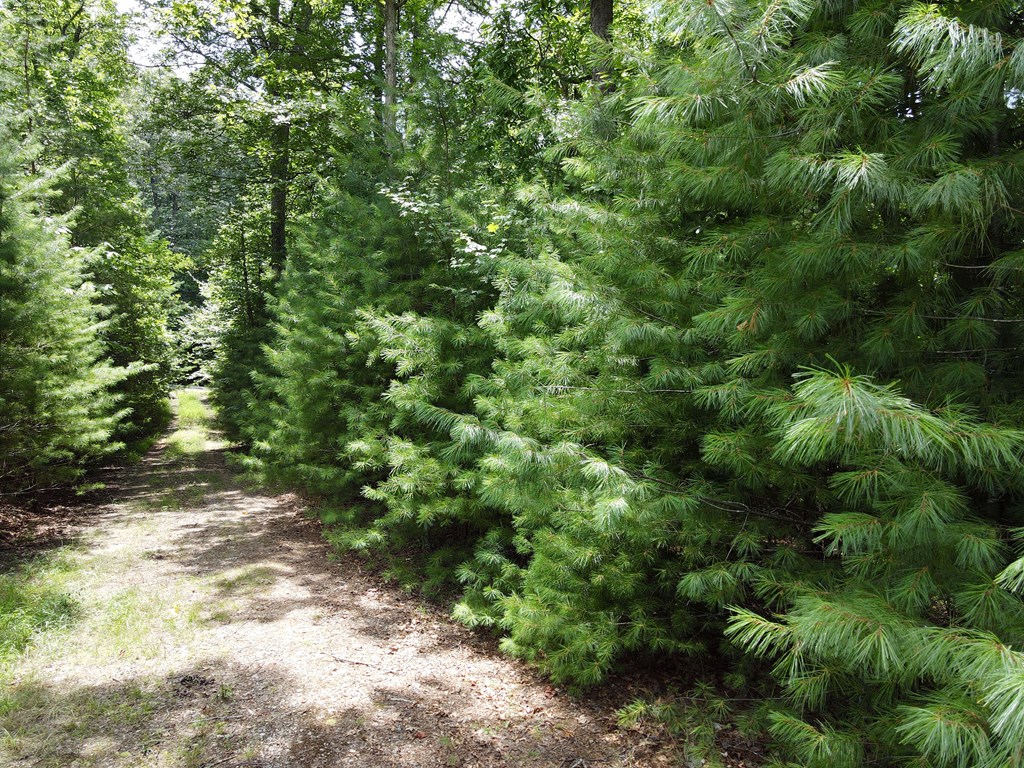 Lot 4 Scouts Overlook Lane Property Photo 34
