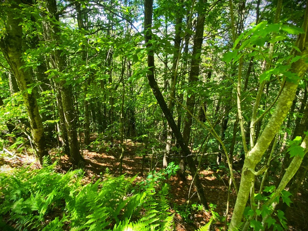 Lot 97 Choctaw Ridge Trail Property Photo 6