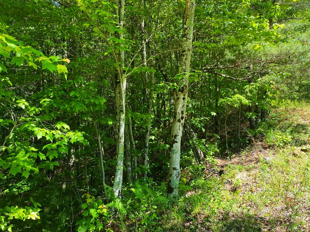 Lot 97 Choctaw Ridge Trail Property Photo 7