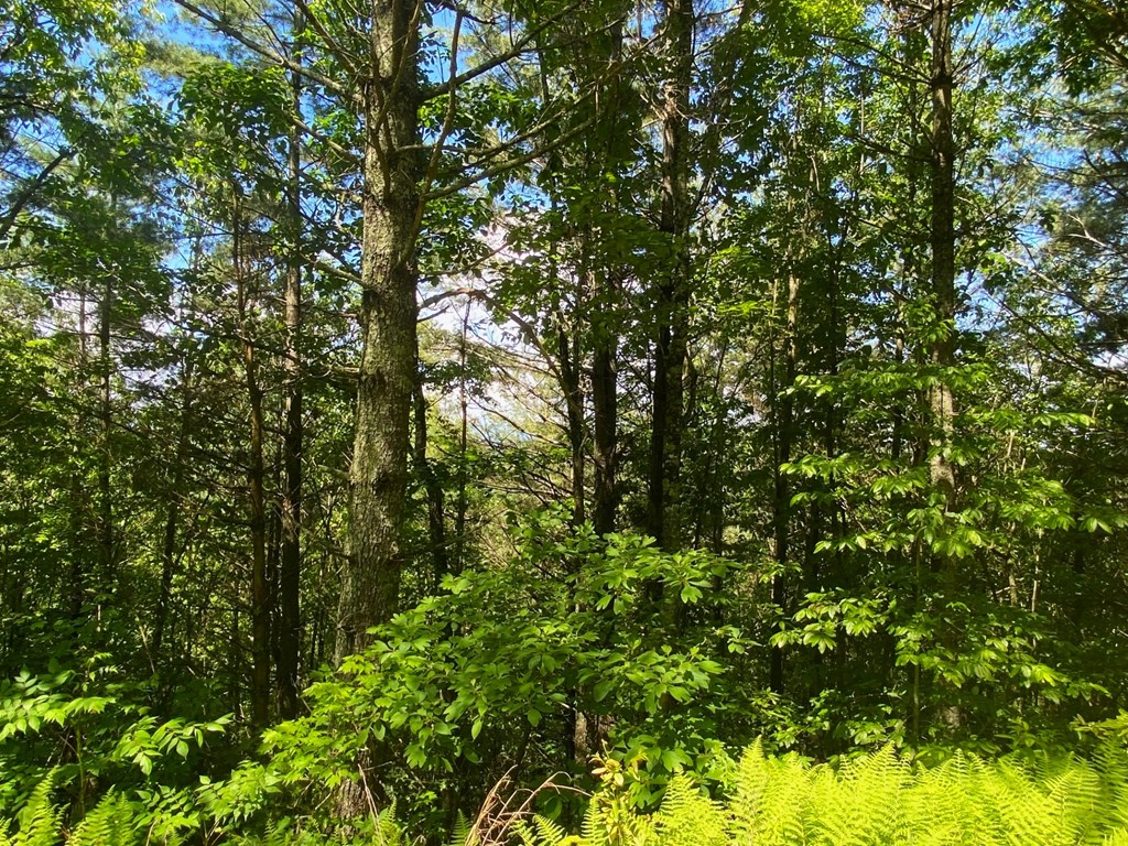 Lot 97 Choctaw Ridge Trail Property Photo 10